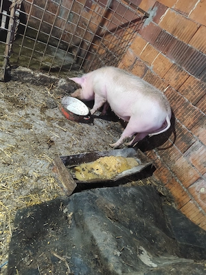 Scrofita 100 kg  - imagine 3