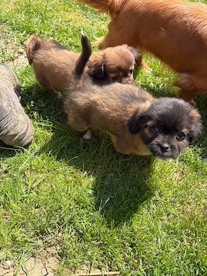 catelusi pekinezi baietei - imagine 3