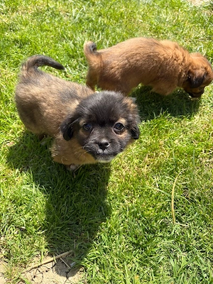 catelusi pekinezi baietei - imagine 2