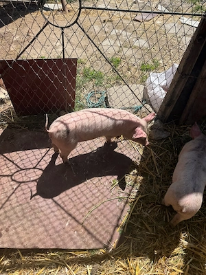 vand purcei  - imagine 5