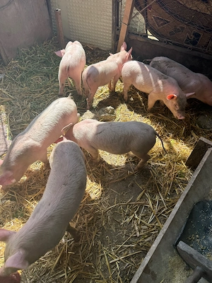 vand purcei  - imagine 3