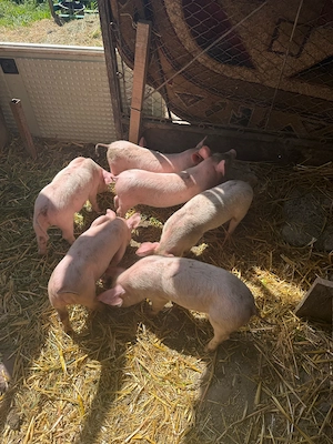 vand purcei  - imagine 4