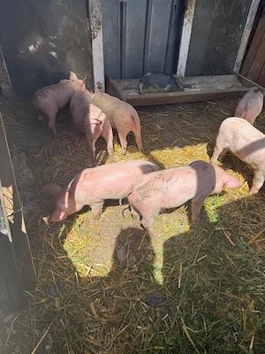 vand purcei  - imagine 2