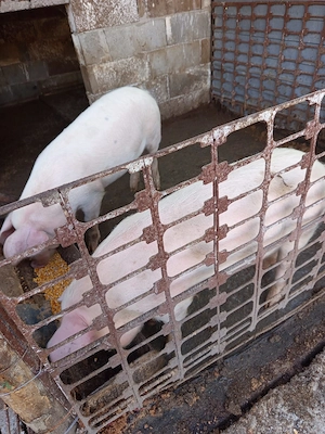 Vând porci  - imagine 2