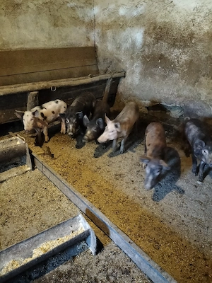 suldani caută altă casă 