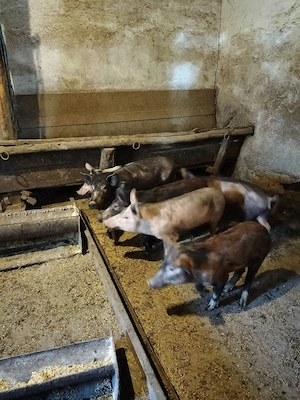 suldani caută altă casă  - imagine 2