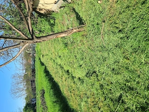 Teren intravilan 1139mp Boranesti, Ialomița, acte la zi. - imagine 9