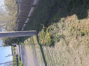 Teren intravilan 1139mp Boranesti, Ialomița, acte la zi. - imagine 8