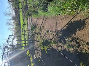 Teren intravilan 1139mp Boranesti, Ialomița, acte la zi. - imagine 2