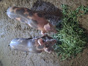 2 buc de purcei de vanzare duroc si pietran. - imagine 4