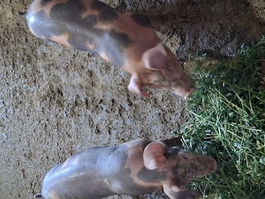 2 buc de purcei de vanzare duroc si pietran. - imagine 3