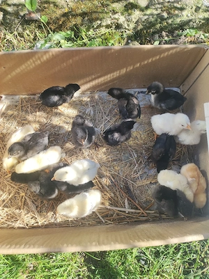 pui de gaină de rasa  - imagine 3