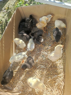 pui de gaină de rasa  - imagine 2