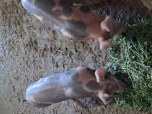 2 buc de purcei de vanzare duroc si pietran. - imagine 2