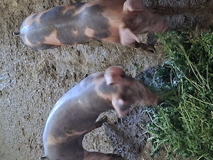2 buc de purcei de vanzare duroc si pietran.