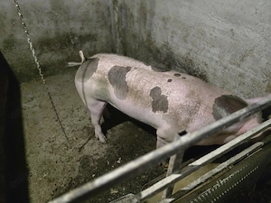 Vând Petran ver de producere pur de sămânță