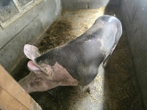 Vând Petran ver de producere pur de sămânță - imagine 2