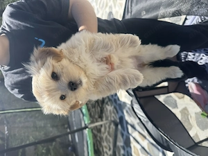 Pui maltipoo mini