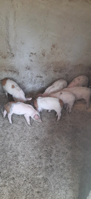 Purcei Mangalița x Landrace - imagine 3