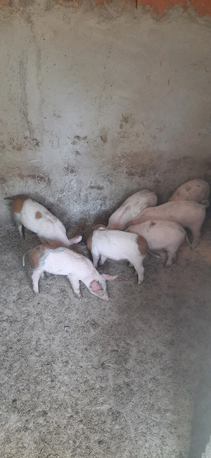 Purcei Mangalița x Landrace - imagine 4