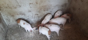 Purcei Mangalița x Landrace - imagine 2