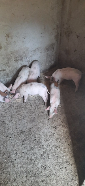 Purcei Mangalița x Landrace - imagine 5