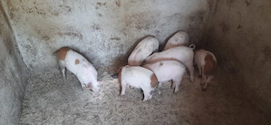 Purcei Mangalița x Landrace