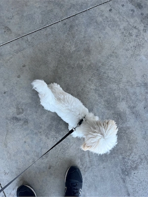 Vand bichon maltez alb  - imagine 2