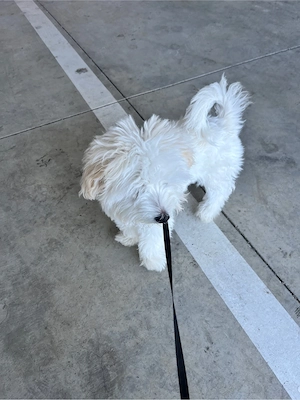 Vand bichon maltez alb 