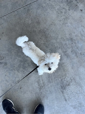 Vand bichon maltez alb  - imagine 4