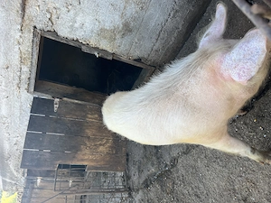 Scrofita pt reproductie - imagine 2