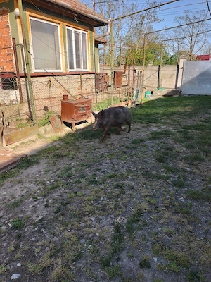 porci de carne  - imagine 4