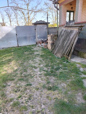 porci de carne  - imagine 3