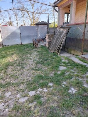 porci de carne  - imagine 2