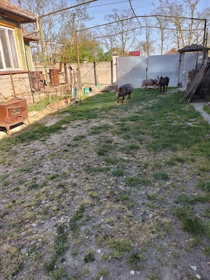 porci de carne  - imagine 5