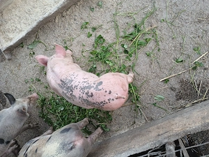 Vând un mascur si o scrofită la preț bun