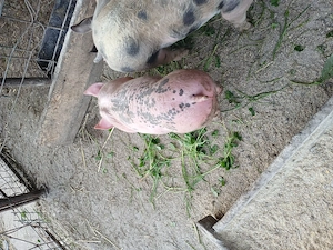 Vând un mascur si o scrofită la preț bun - imagine 3