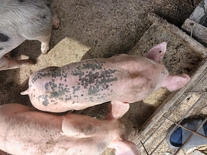 Vând un mascur si o scrofită la preț bun - imagine 4