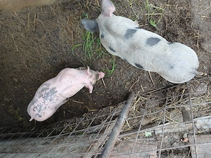 Se vând un mascul si o scrofită 