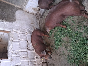 Disponibili grasuni duroc - imagine 3
