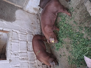 Disponibili grasuni duroc - imagine 2