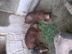 Disponibili grasuni duroc - imagine 5