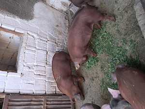 Disponibili grasuni duroc