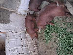 Disponibili grasuni duroc - imagine 4