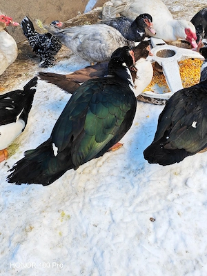 Vând oua de rata muta  - imagine 5