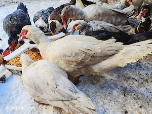 Vând oua de rata muta  - imagine 4