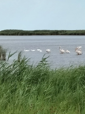 Cazare Delta Dunarii Jurilovca - imagine 3