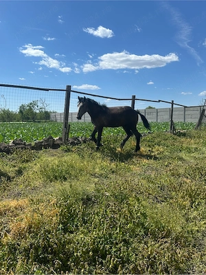 Mai multe detali la Nr de telefon  - imagine 2