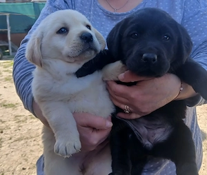 Căței Labrodor Retriever 