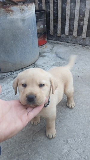 Căței Labrador Retriever  - imagine 2